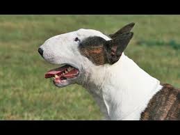 Bull Terrier Kopek Ozellikleri Osman Cakir Youtube