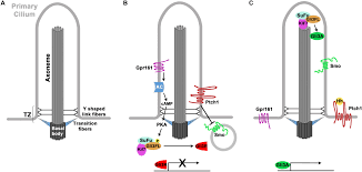 Jager, ronald and grace jager. Frontiers The Multifaceted Roles Of Primary Cilia In The Development Of The Cerebral Cortex Cell And Developmental Biology