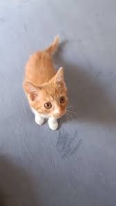 Come On Show Me What You Got Hooman Evil Animals Cute Animals Cute Baby Animals Cute Funny Animals