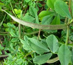 Image result for Trigonella