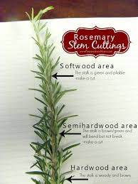 Image result for rosemary cuttings