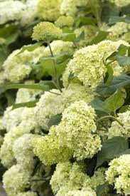 We did not find results for: Seaside Serenade Bar Harbor Hydrangea In 2021 Hydrangea Planting Flowers Annabelle Hydrangea