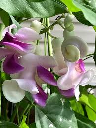 Image result for Cochliasanthus caracalla