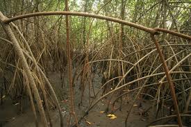 Image result for Rhizophora racemosa