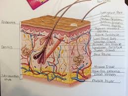 Chapter 6 Skin And The Integumentary System Flashcards Quizlet