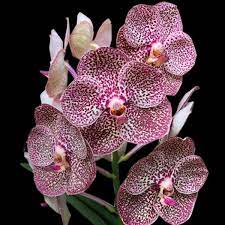 Vanda Dr Anek X Kulwadee Fragrance Red Spot Orchid Flower Arrangements Vanda Orchids Orchid Wallpaper