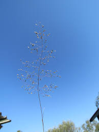 Image result for Sporobolus stapfianus