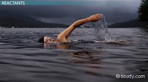 Answer choices cellular respiration stores atp, while photosynthesis releases atp. What Are The Reactants In The Equation For Cellular Respiration Video Lesson Transcript Study Com