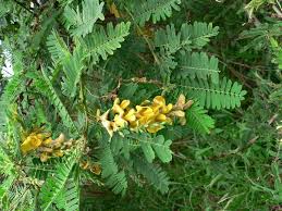 Image result for Sesbania quadrata