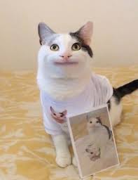 Oh Snap Its Polite Cat Yall Cats Crazy Cats Cat Memes