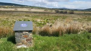 Image result for Wahlenbergia paludicola