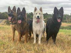 Pin On German Shepherd Photos