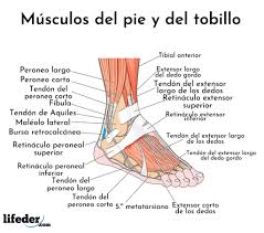 Retropié, parte media y antepié. Musculos De La Pierna Descripcion Y Funciones Imagenes