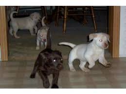The golden retriever, some portion of the donning gathering of dogs, was initially reared as a chasing partner for recovering waterfowl, and keeps on being a standout amongst the most mainstream family puppies in the united states. Labrador Retriever Puppies In Kentucky