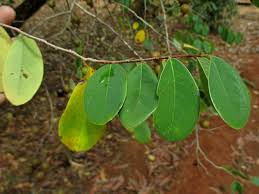 Image result for Cleistanthus