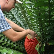 Image result for Eccoptocarpha