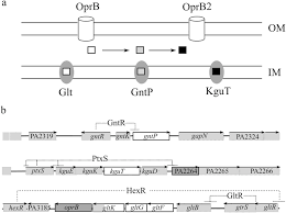 Pseudomonas Aeruginosa Mutants Defective In Glucose Uptake