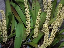 Browse summer blooming flower bulbs including calla lilies, dahlias, caladiums and more annual plants & seeds for sale at burpee. Bulbophyllum Braccatum Philippines Orchids Cactus Plants Bloom