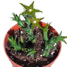 Image result for Orbea dummeri