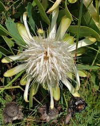 Image result for Protea angolensis