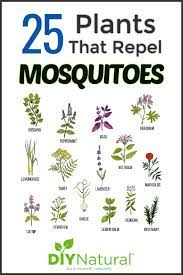 A Comprehensive List Of Mosquito Repellent Plants Mosquito Repelling Plants Natural Mosquito Repellant Mosquito Plants