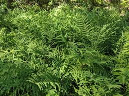 Image result for Thelypteris confluens