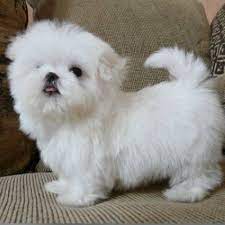 best teacup dogs cute teacup maltese puppies for r homing dubai city pt119827 sevimli kopek yavrulari yavru kopek hayvanlar