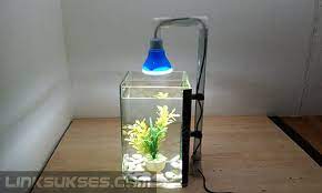 Ada beberapa jenis lampu akuarium laut yang bisa dipilih. Lampu Led 5 Volt Dibikin Lampu Aquarium Link Sukses