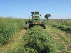 Due to its height and deep root system, switchgrass can become dominant over other natives over time. Control Weeds In Switchgrass Panicum Virgatum L Grown For Biomass Farm Energy