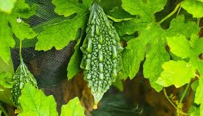 Image result for Momordica charantia