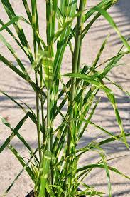 Zebraschilf Stachelschweingras Miscanthus Sinensis Strictuur Das Typische Merkmal Dieser Graser Sorte Sind Die Unverwechselbaren Querstrei Gras Schilf Garten