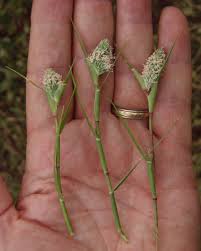 Image result for Crypsis schoenoides