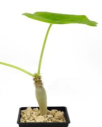 Image result for Jatropha podagrica