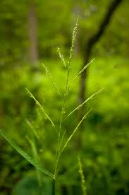 Image result for Leersia