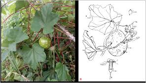 Image result for Lagenaria sphaerica