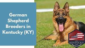 German shepherd puppies in ky, ohio, and indiana 31 German Shepherd Breeders In Kentucky Ky German Shepherd Puppies For Sale Animalfate