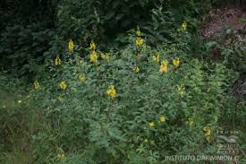 Image result for Crotalaria micans