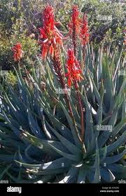 Image result for Aloe bukobana