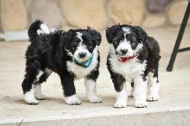 Borderdoodles Bordoodle Poodle Cross Breeds Border Collie Poodle Mix