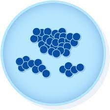 Microbiologics 0852p Staphylococcus Aureus Subsp Aureus Derived From Atcc 43300 Kwik Stik
