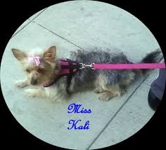 See why holistapet is the top recommended and reviewed cbd brand by 1000s of happy pet owners. Natural Pet 11 Photos 27 Reviews Pet Services 4535 30th St San Diego Ca Phone Number