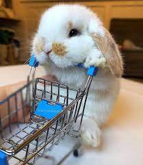 How can i submit a bunnies for sale in result to couponxoo? Bunny Buy Online Bunny Buying Websites Bunny Buying Coward Bunny Buying Guide Bunny Buyers Bunny Buy Singapore Cute Baby Bunnies Cute Baby Animals Baby Animals