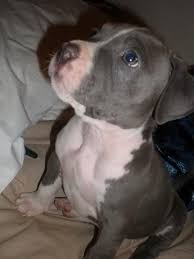 Found puppy pit bull mix (bak > hwy 46 and interstate 5) pic hide this posting restore restore this posting Pitbull Terrier Puppies For Sale Near Me