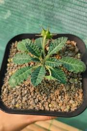 Image result for Dorstenia buchananii