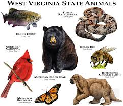 West Virginia State Animals Roger D Hall A Scientific Illustrator Specializing In Wildlife And Architectura Animals West Virginia History West Virginia