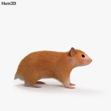 Hamster Hd Hamster Hd Hamster Buy Hamster