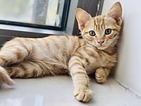 Ucretsiz Sarman Kedi Sahiplendirme Ilanlari Sahibinden Com