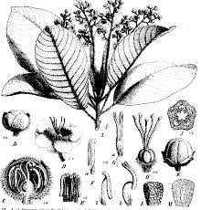 Image result for Mesanthemum glabrum