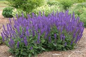 Salvia May Night 1997 Perennial Plant Of The Year Chosen For Its Plentiful Indigo Violet Flowers This Cultivar Begins T Meadow Sage May Night Salvia Plants