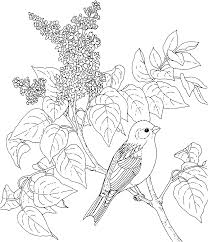 New jersey state symbols coloring page. Https Www Flandersfamily Info Web Wp Content Uploads 2016 01 Print State Bird Coloring Pages Pdf